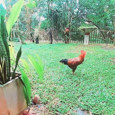 Bamboo Home Stay Hiriketiya Dikwella Esterno foto