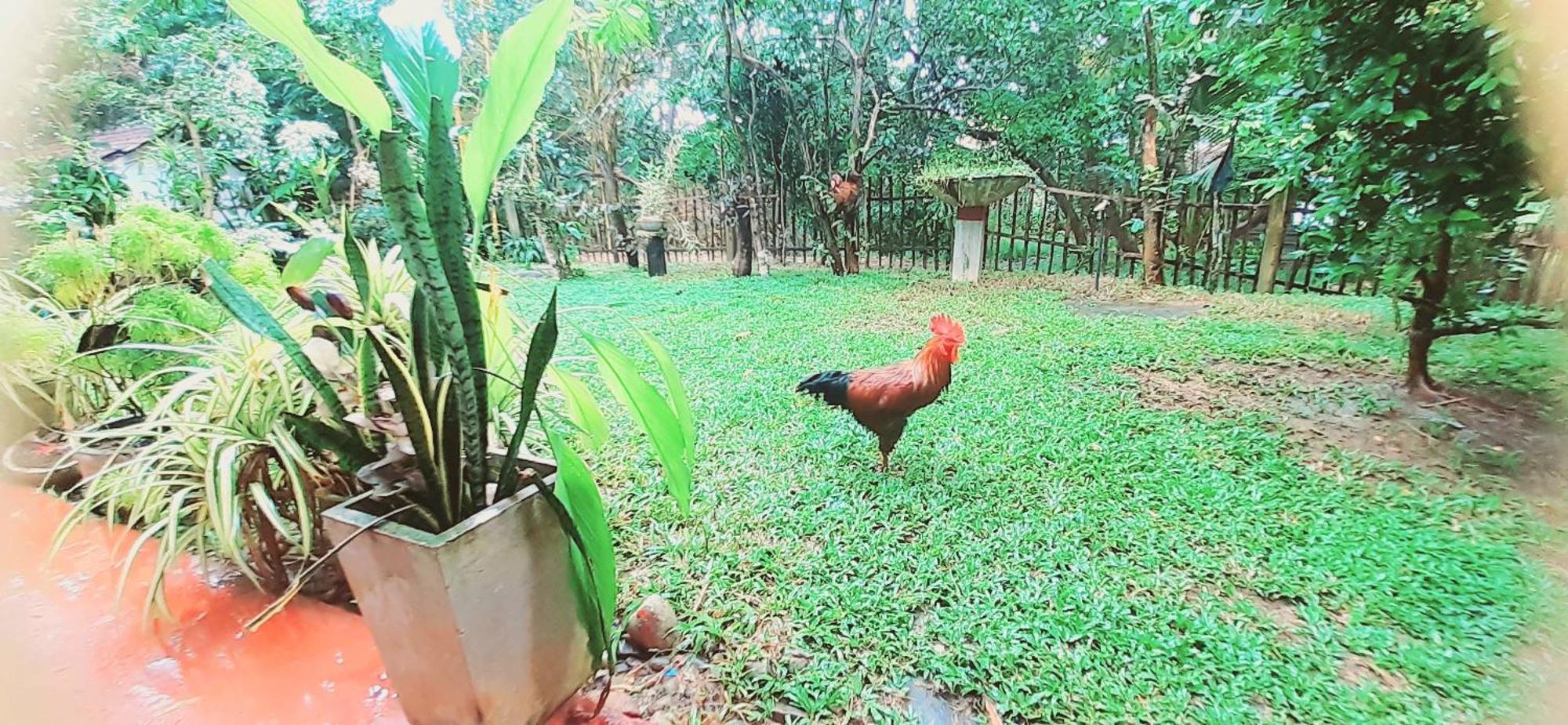Bamboo Home Stay Hiriketiya Dikwella Esterno foto