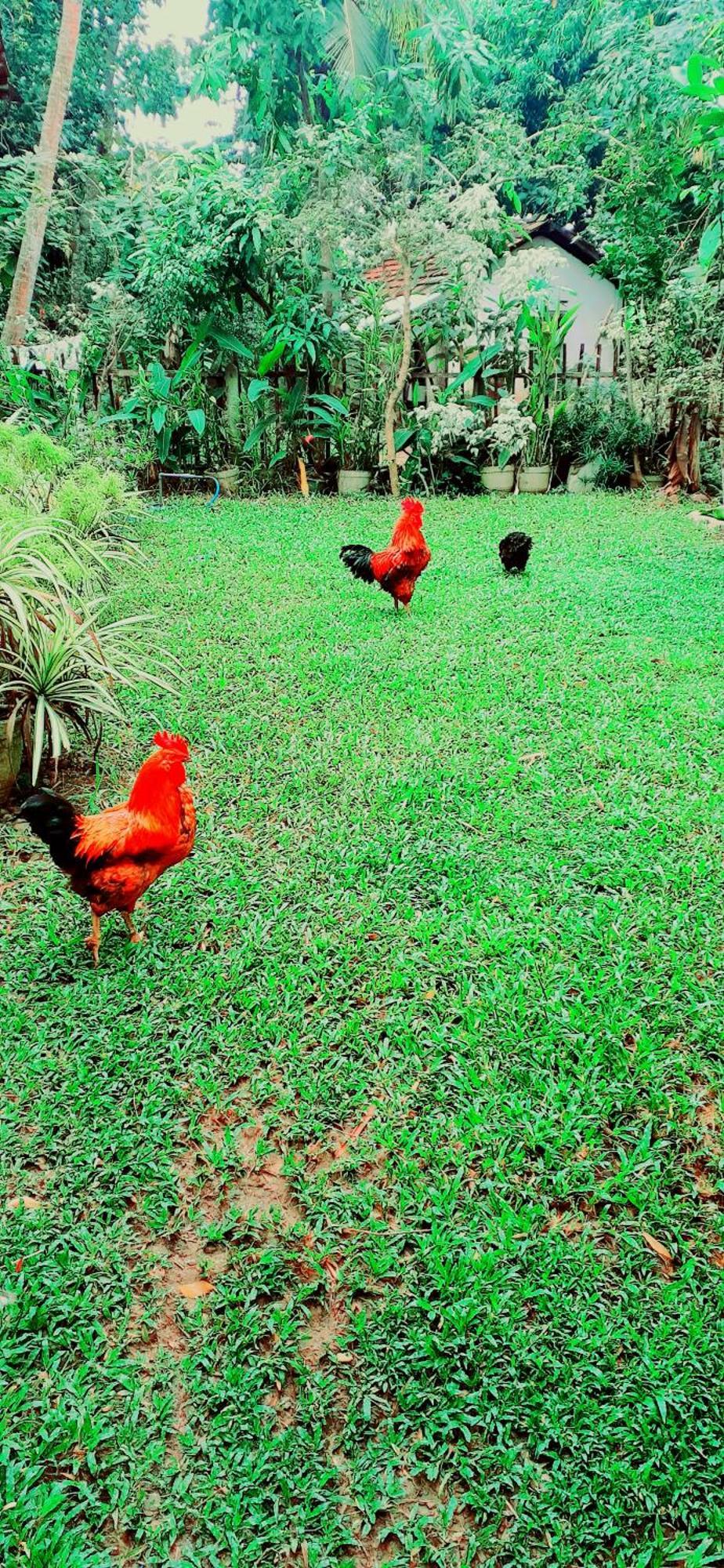 Bamboo Home Stay Hiriketiya Dikwella Esterno foto